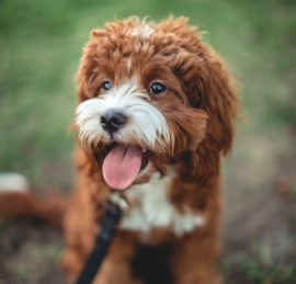 Cavapoo Puppies For Sale - Windy City Pups